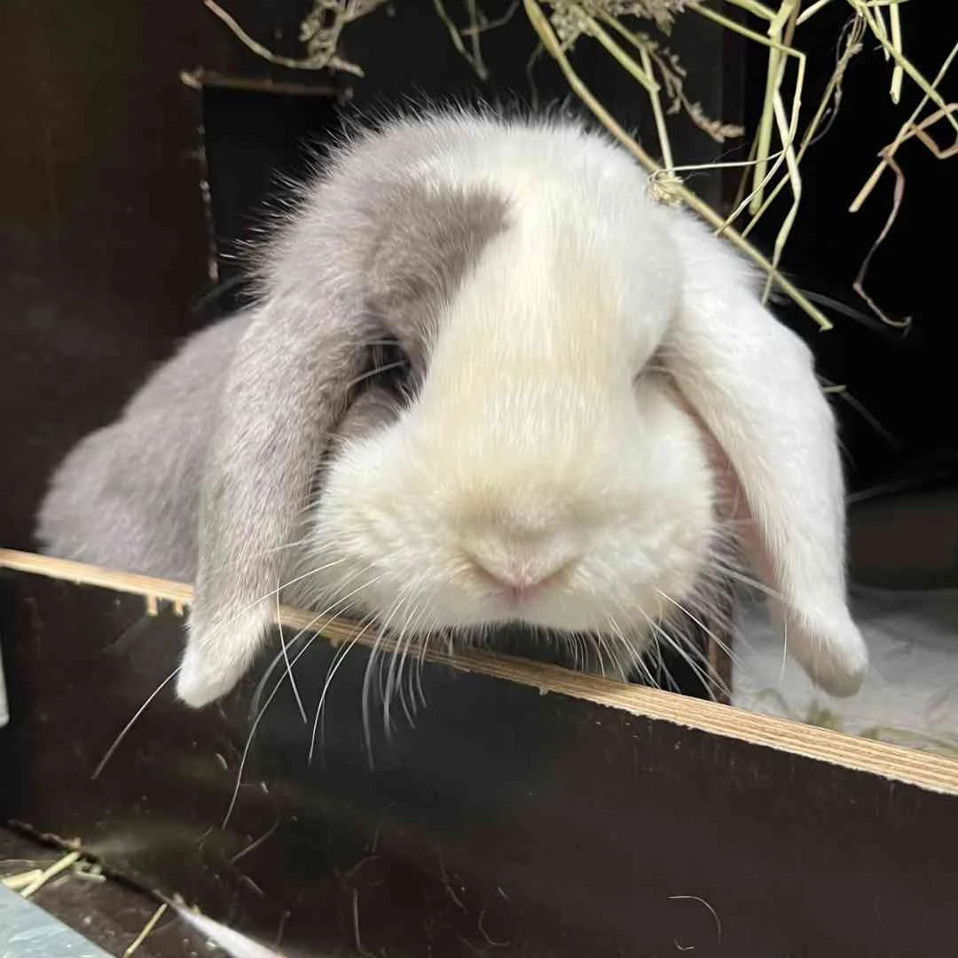 Ollie, Grå/Hvid male young mixed breed for adoption at Dyreværnet, Copenhagen