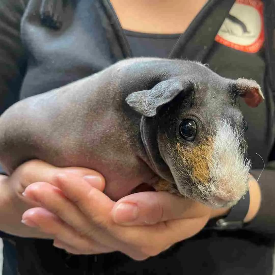 Gurli, Brun/Sort/Hvid female young mixed breed for adoption at Dyreværnet, Copenhagen