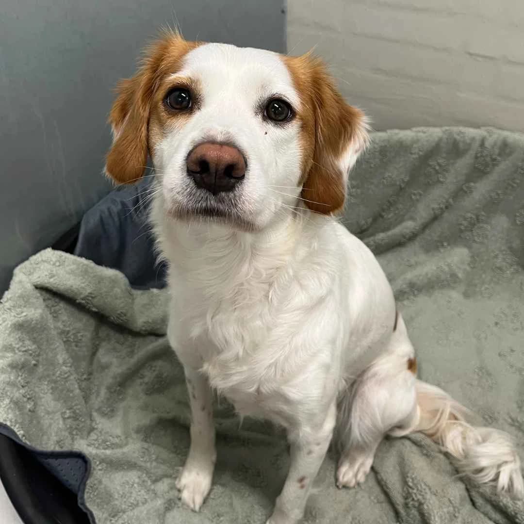 Berta, Hvid/Brun female young Cavalier King Charles Spaniel for adoption at Dyreværnet, Copenhagen