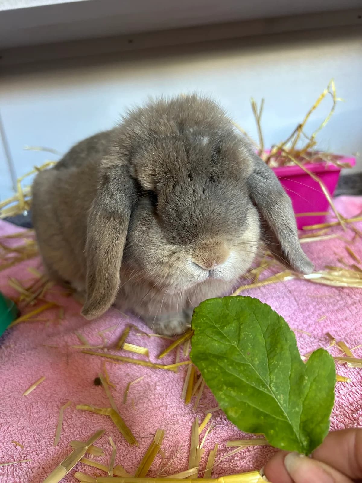 Bille, Brun male young mixed breed for adoption at Dyreværnet, Copenhagen