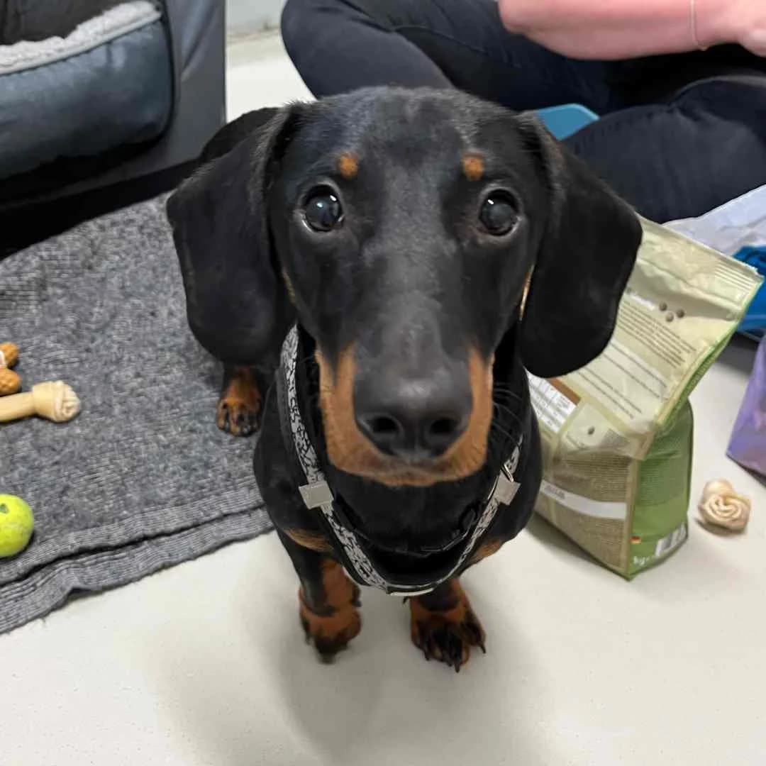 Dobby, Black & Tan male puppy mixed breed for adoption at Dyreværnet, Copenhagen