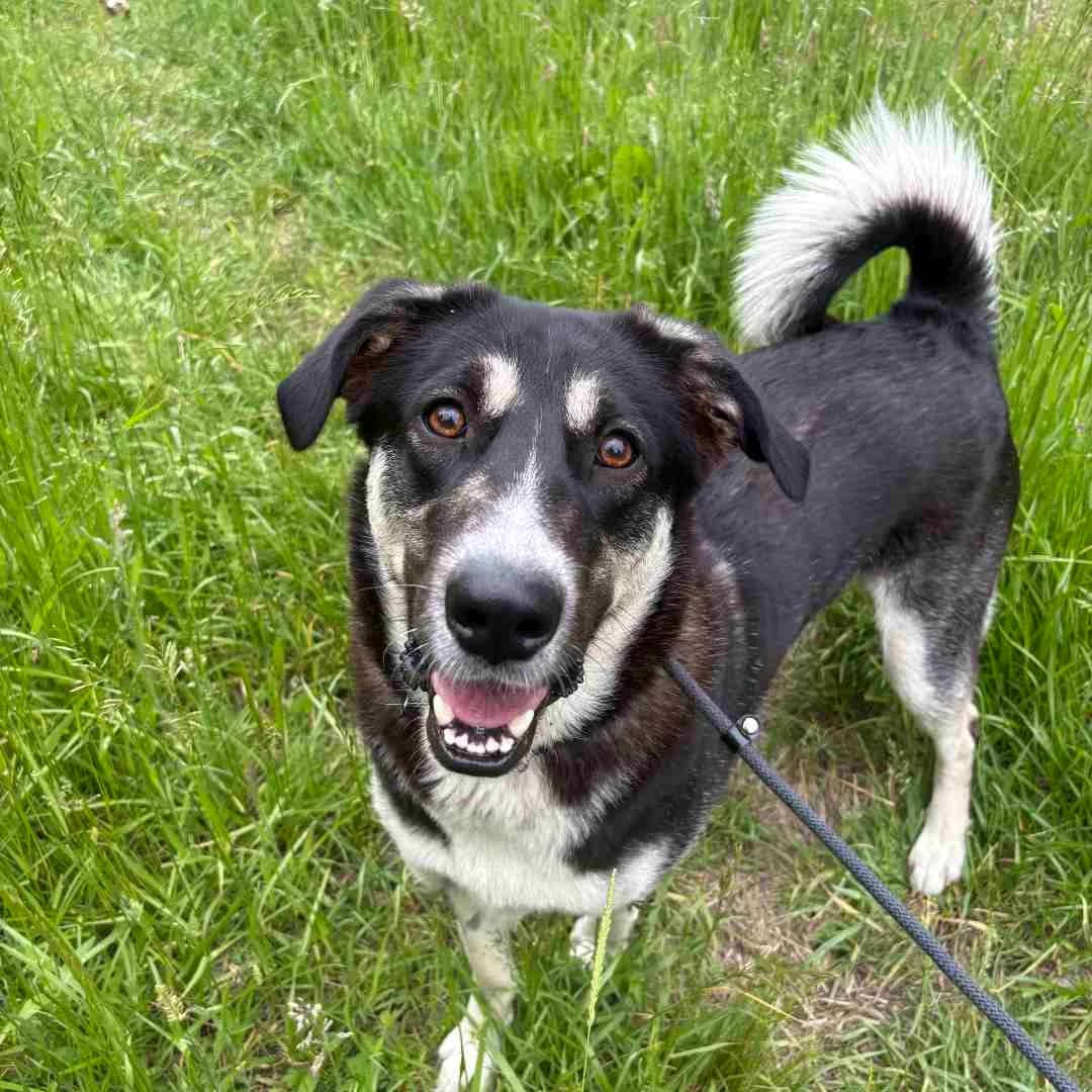 Karma, Sort/Hvid female young Husky for adoption at Dyreværnet, Copenhagen