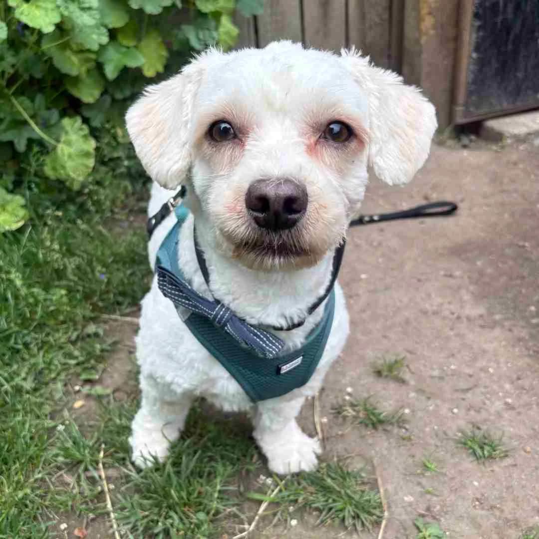 Finn, Hvid male young Havanese for adoption at Dyreværnet, Copenhagen