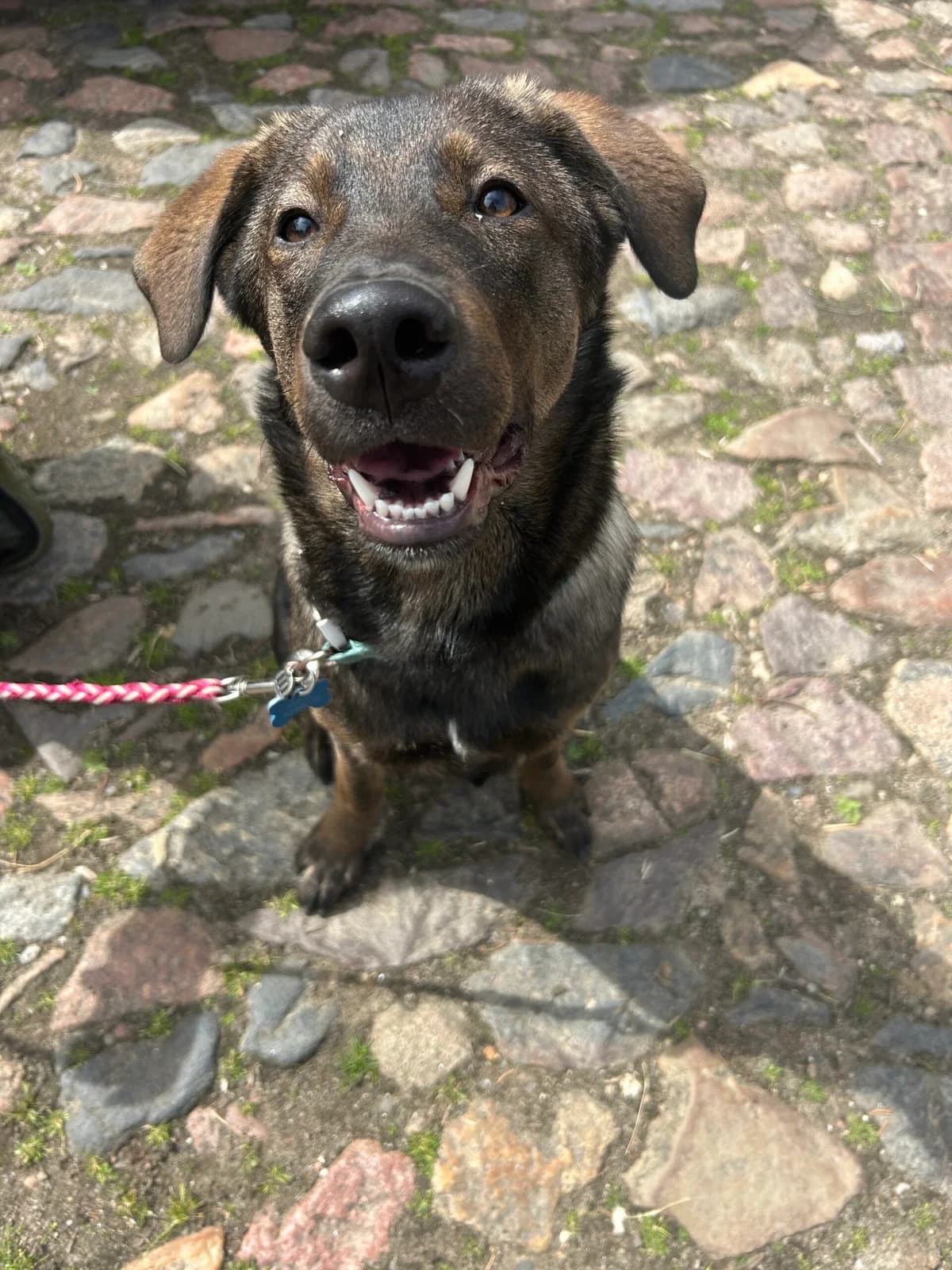Amigo, Brun/Vildt male puppy Husky for adoption at Dyreværnet, Copenhagen