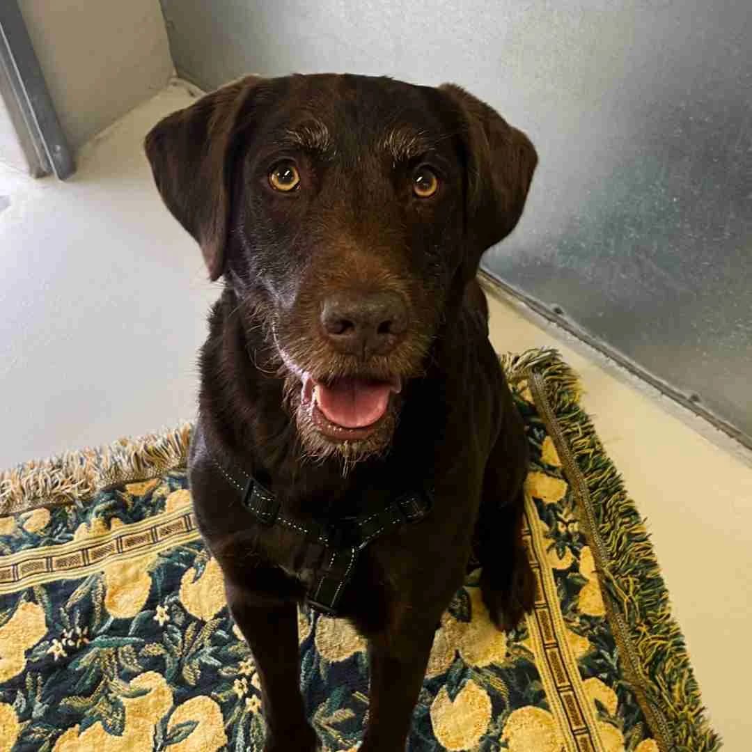 Jack, Brun male 6yo Labrador Retriever for adoption at Dyreværnet, Copenhagen
