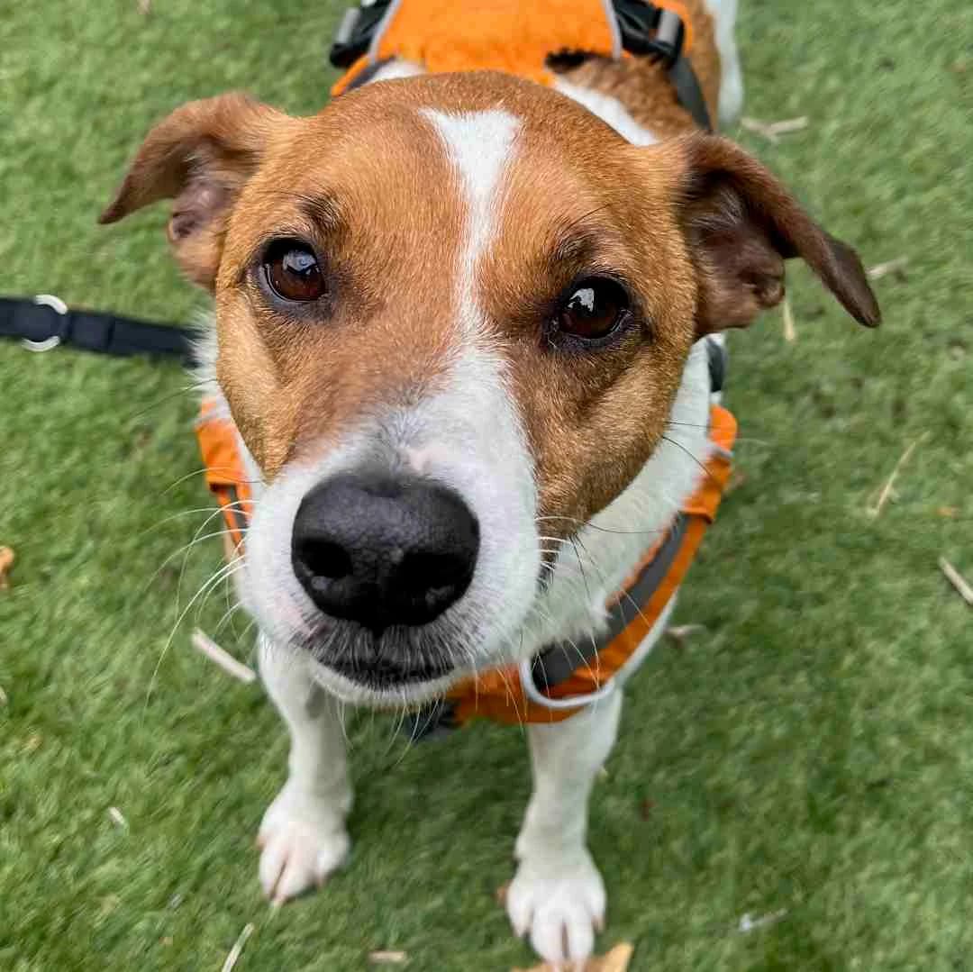 Rasmus IQ, Trefarvet male 7yo mixed breed for adoption at Dyreværnet, Copenhagen