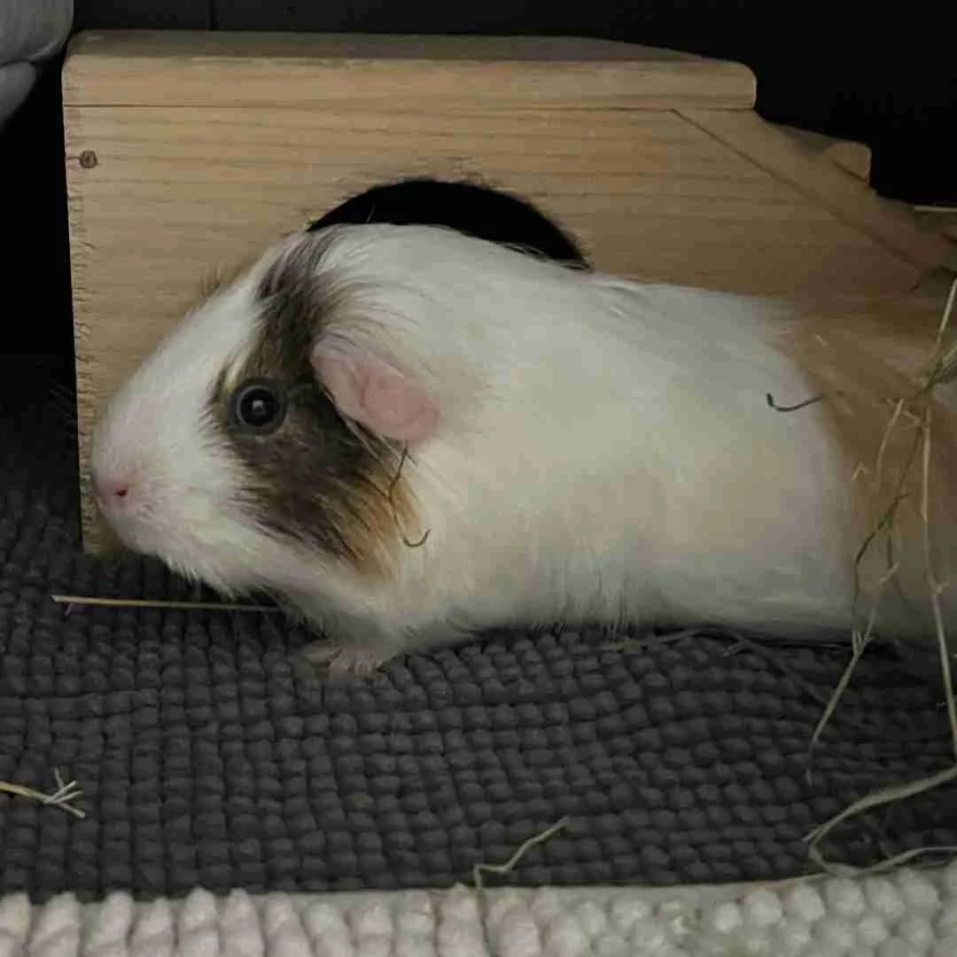 Lily, Trefarvet female 3yo mixed breed for adoption at Dyreværnet, Copenhagen