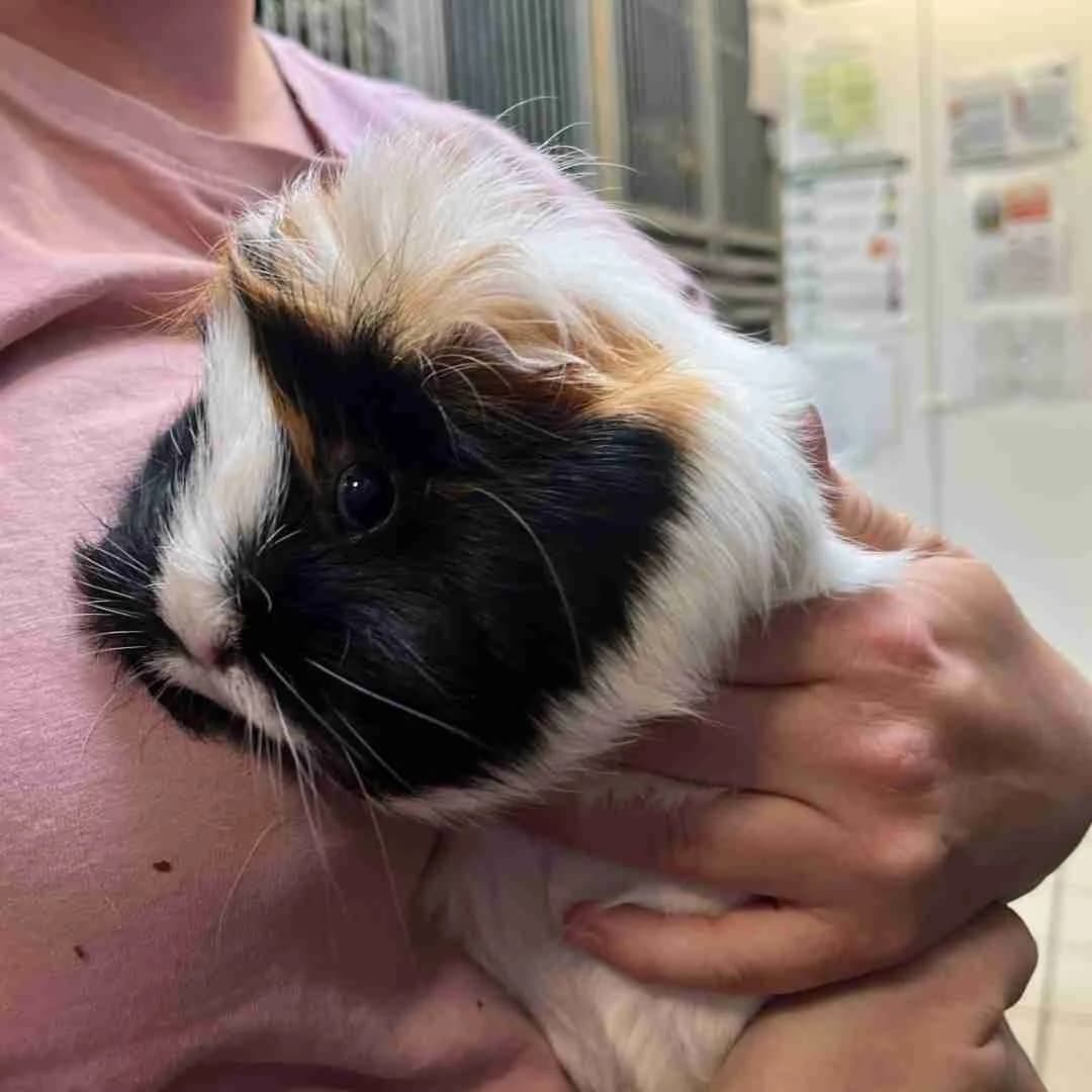 Kiki, Trefarvet female 3yo mixed breed for adoption at Dyreværnet, Copenhagen