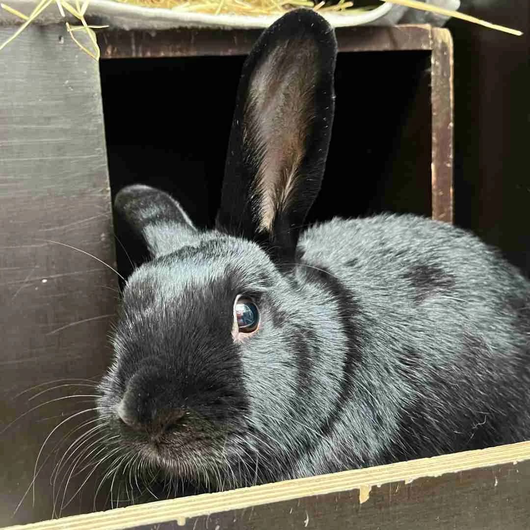 Diana, Sort female young mixed breed for adoption at Dyreværnet, Copenhagen