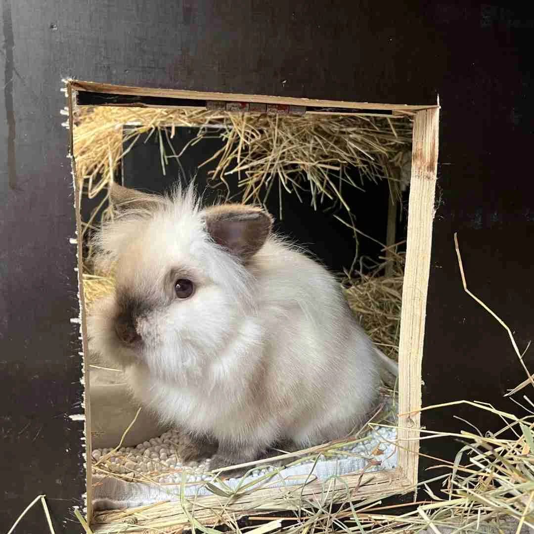 Archimedes, Creme/Brun male young mixed breed for adoption at Dyreværnet, Copenhagen