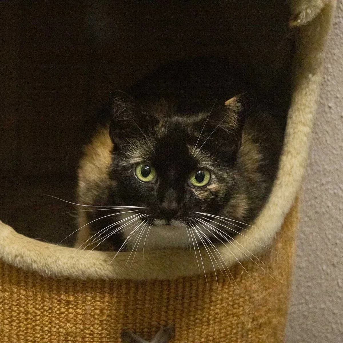 Fie, Tortie female 6yo mixed breed for adoption at Dyreværnet, Copenhagen