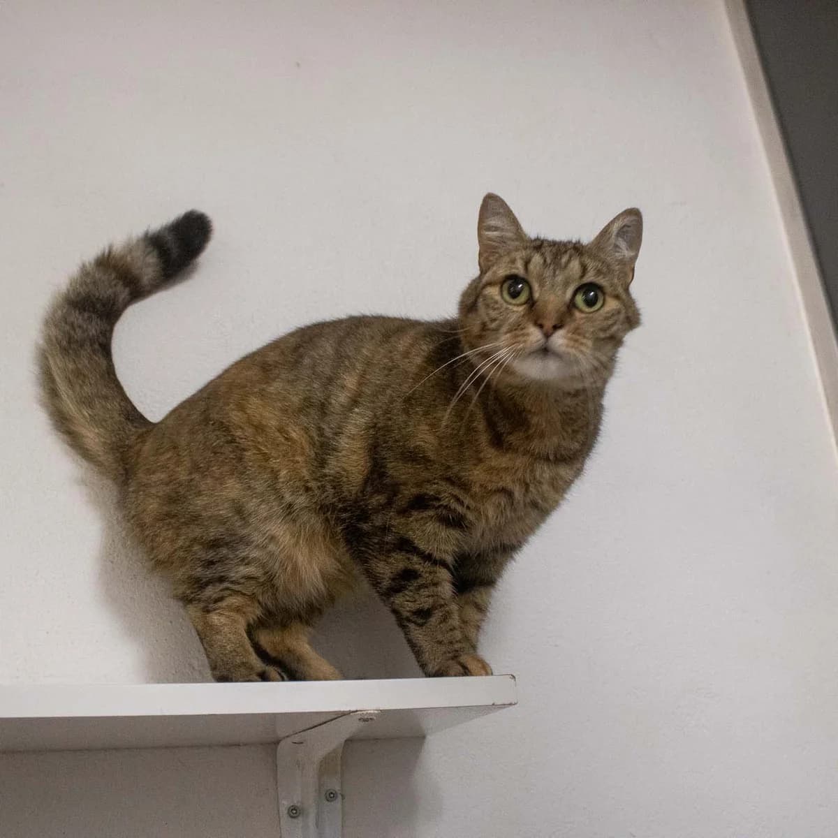 Minni, Gråstribet female 4yo mixed breed for adoption at Dyreværnet, Copenhagen