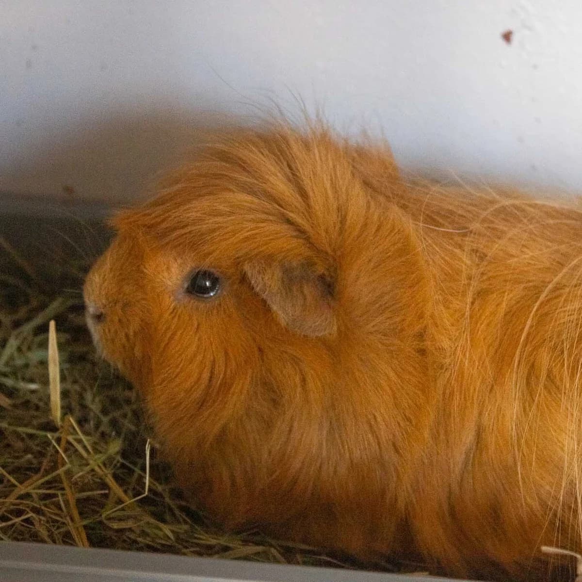 Fritz, Brun male 3yo mixed breed for adoption at Dyreværnet, Copenhagen