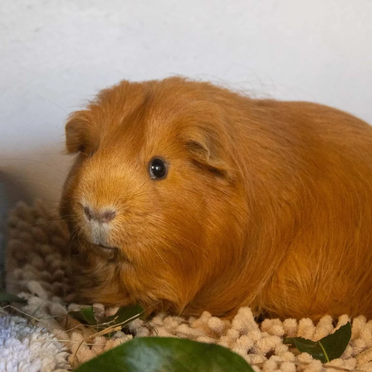 Poul, Brun male young mixed breed for adoption at Dyreværnet, Copenhagen
