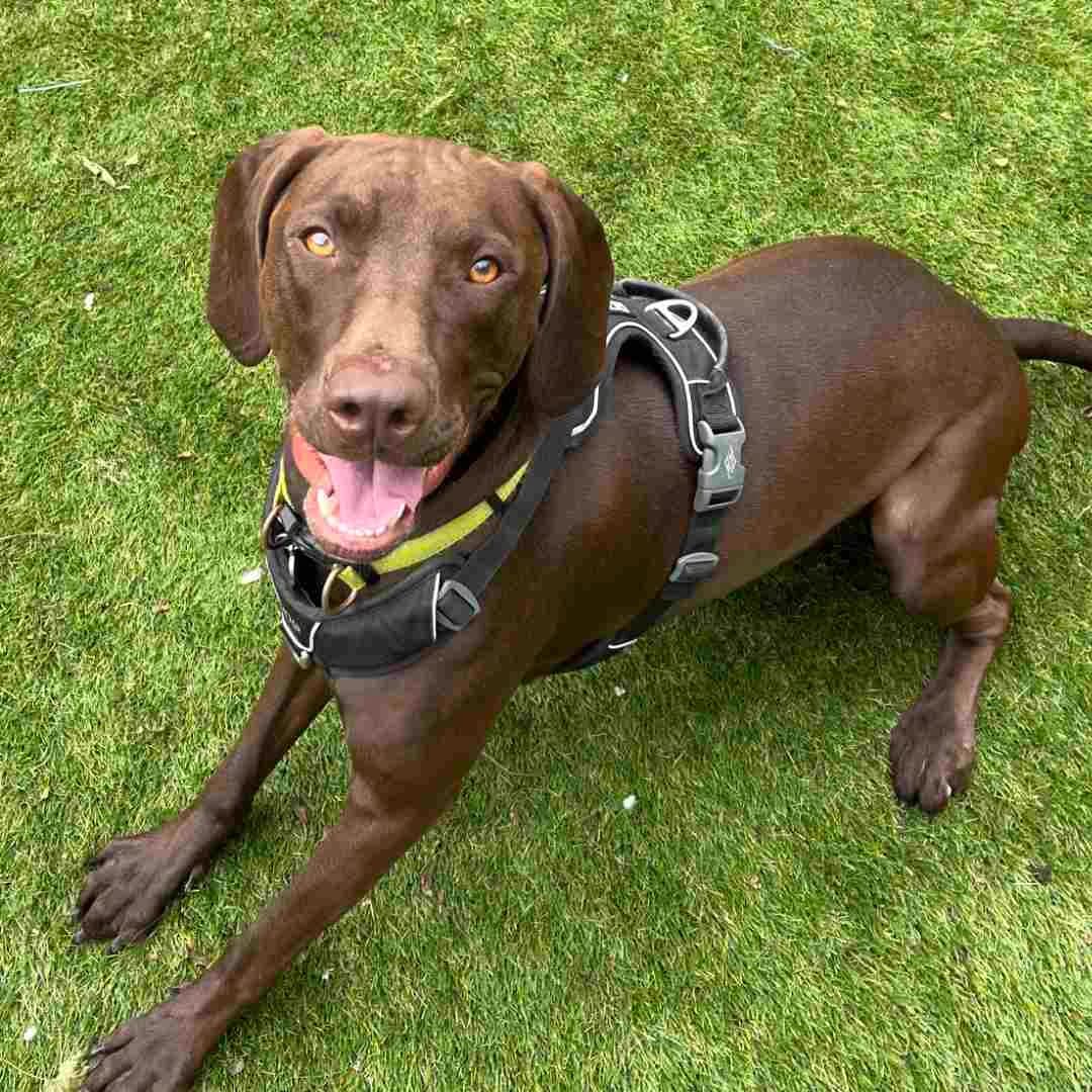 Oda, female young Vizsla for adoption at Dyreværnet, Copenhagen