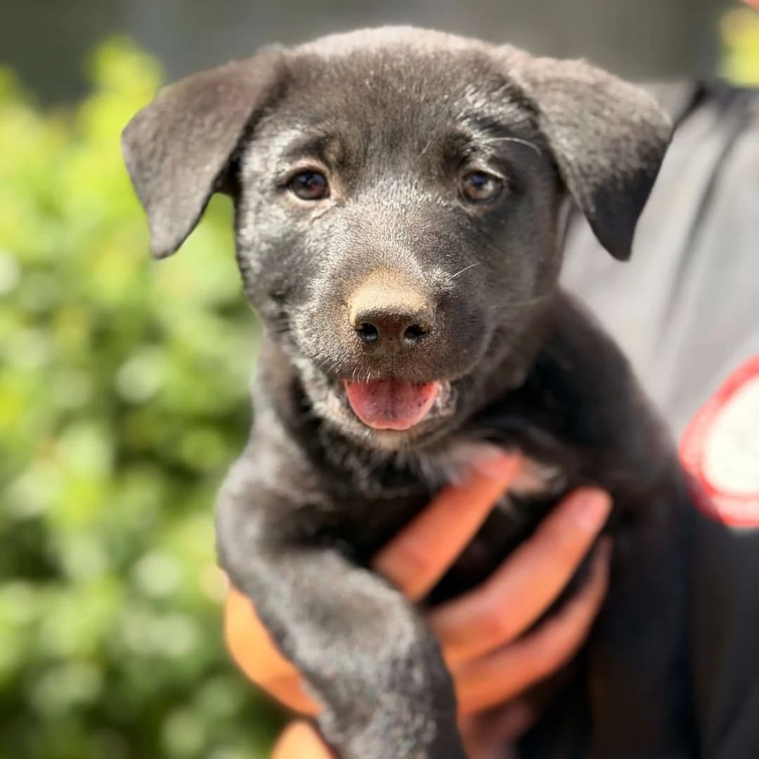 Milton, Sort/Hvid male puppy mixed breed for adoption at Dyreværnet, Copenhagen