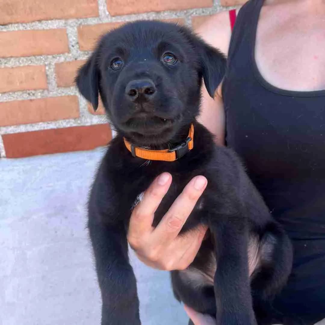 Matt, Sort male puppy mixed breed for adoption at Dyreværnet, Copenhagen