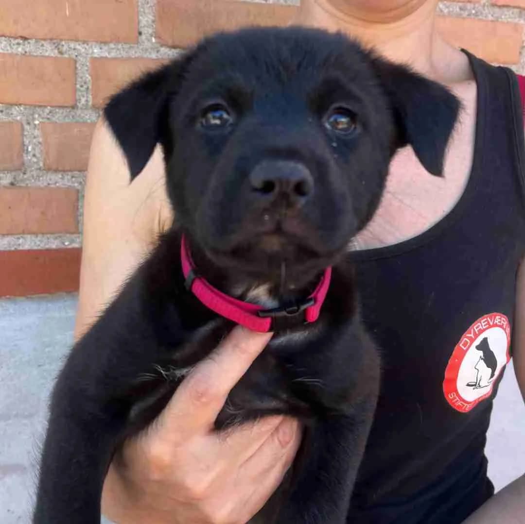 Maggie, Sort/Hvid female puppy mixed breed for adoption at Dyreværnet, Copenhagen