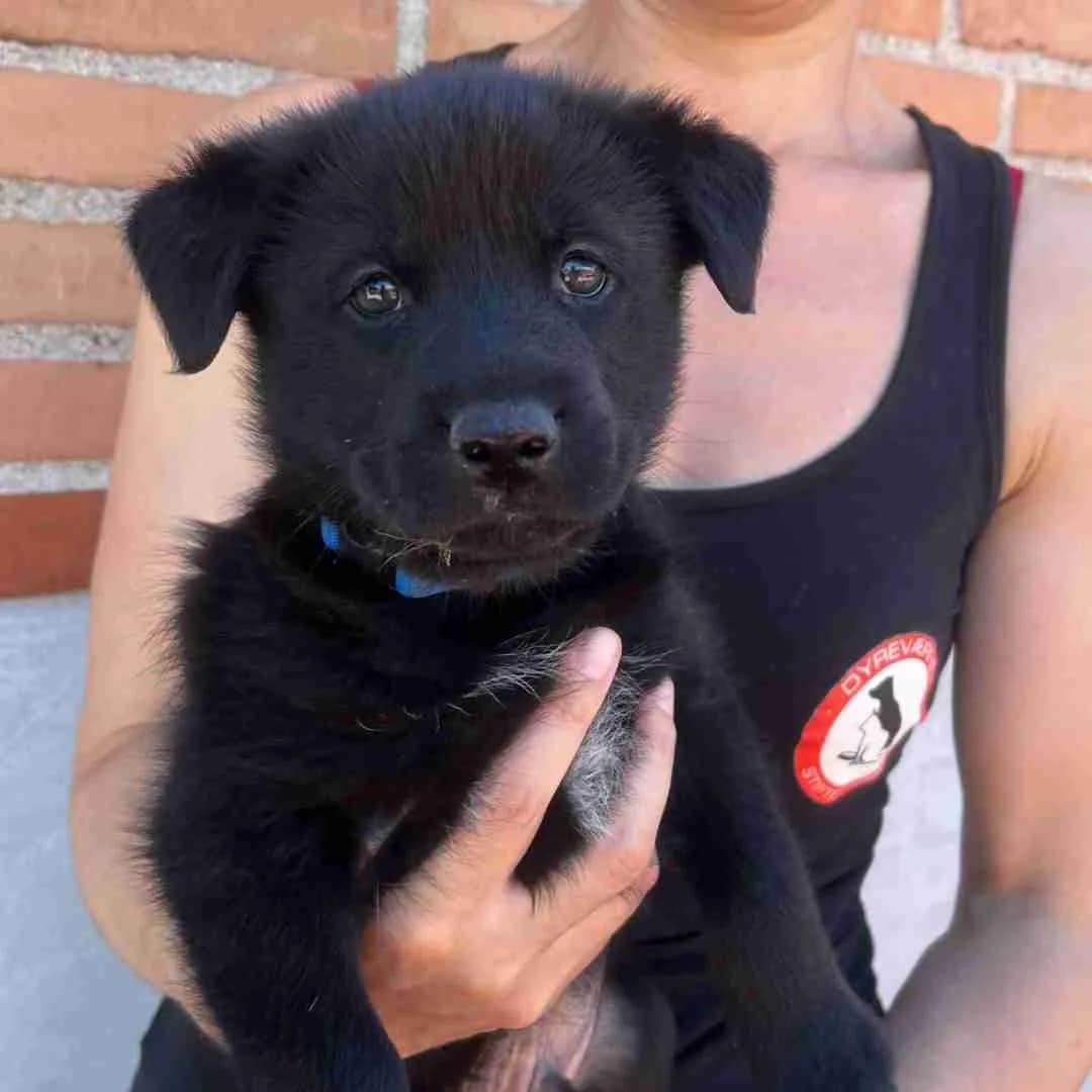 Maze, Sort/Hvid male puppy mixed breed for adoption at Dyreværnet, Copenhagen