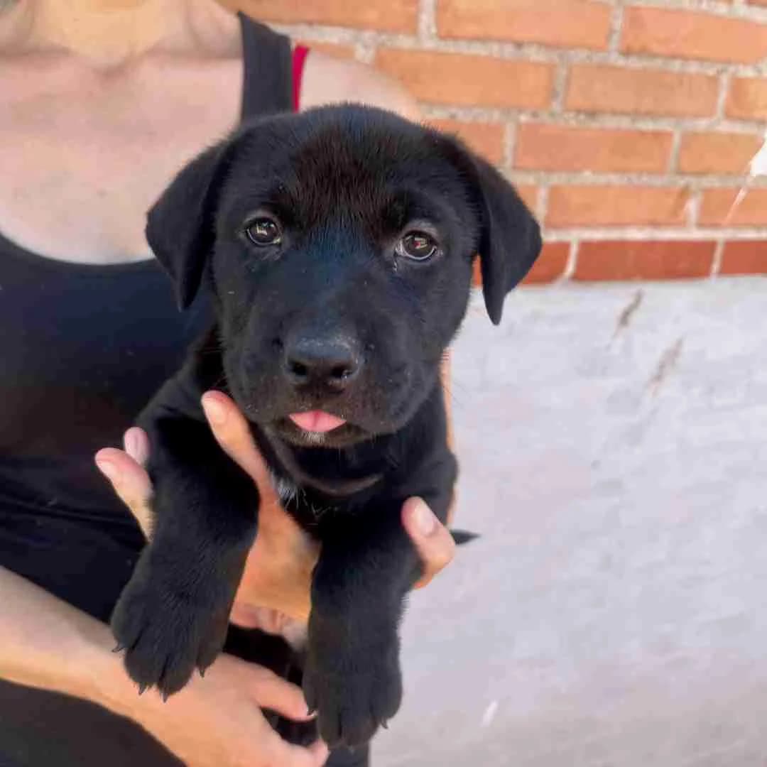 Mokka, Sort/Hvid female puppy mixed breed for adoption at Dyreværnet, Copenhagen