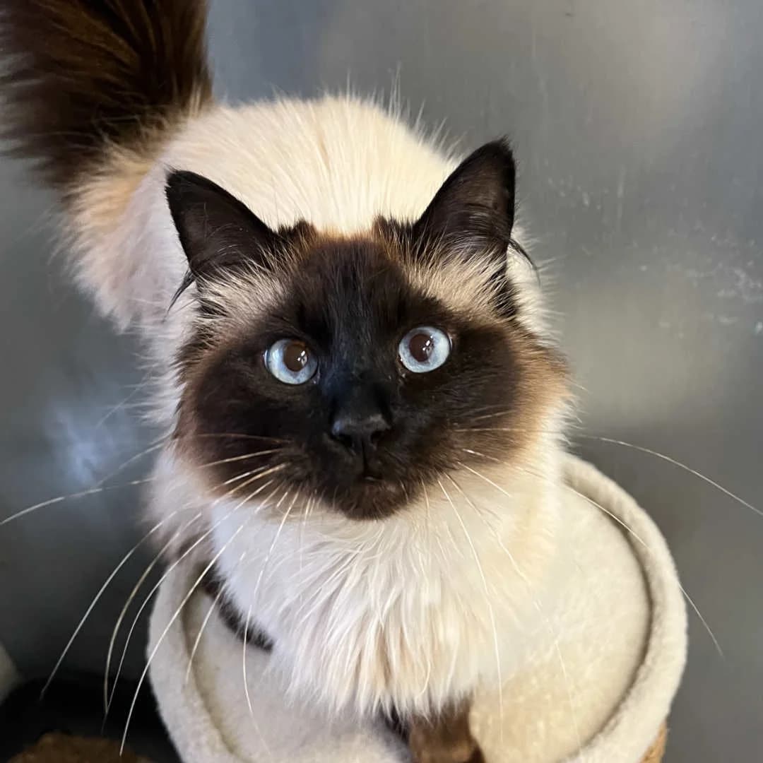 Smokey, Chokolade/Med maske female 6yo Birman for adoption at Dyreværnet, Copenhagen
