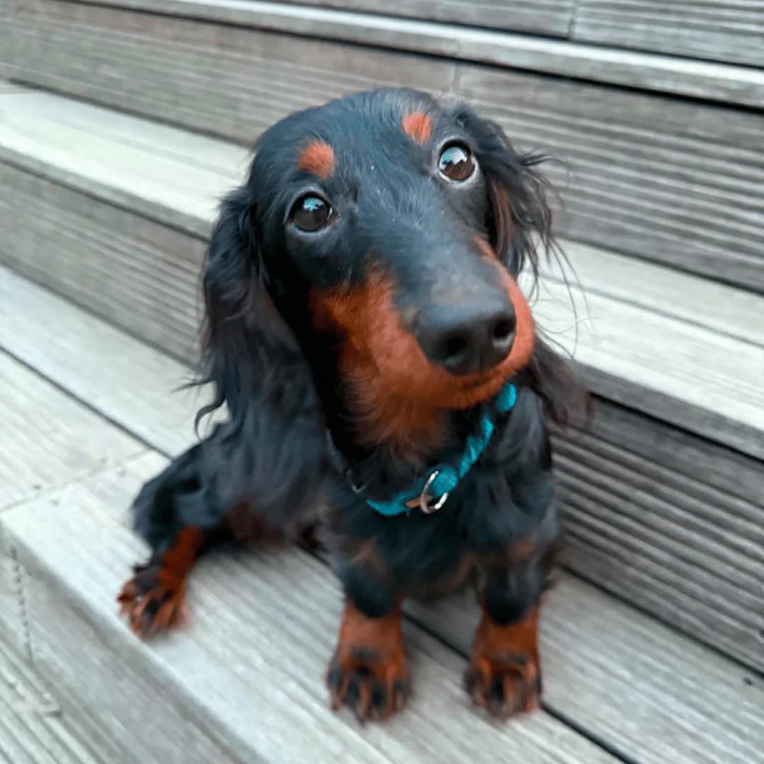 Aurora, Black & Tan female young mixed breed for adoption at Dyreværnet, Copenhagen