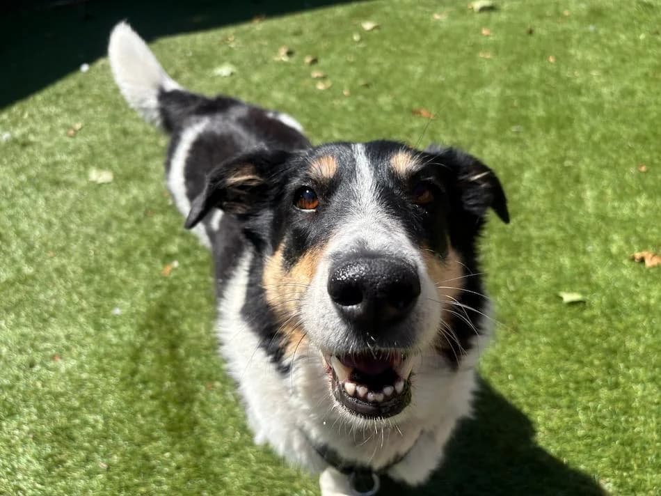 Emma, Trefarvet female 6yo Collie for adoption at Dyreværnet, Copenhagen