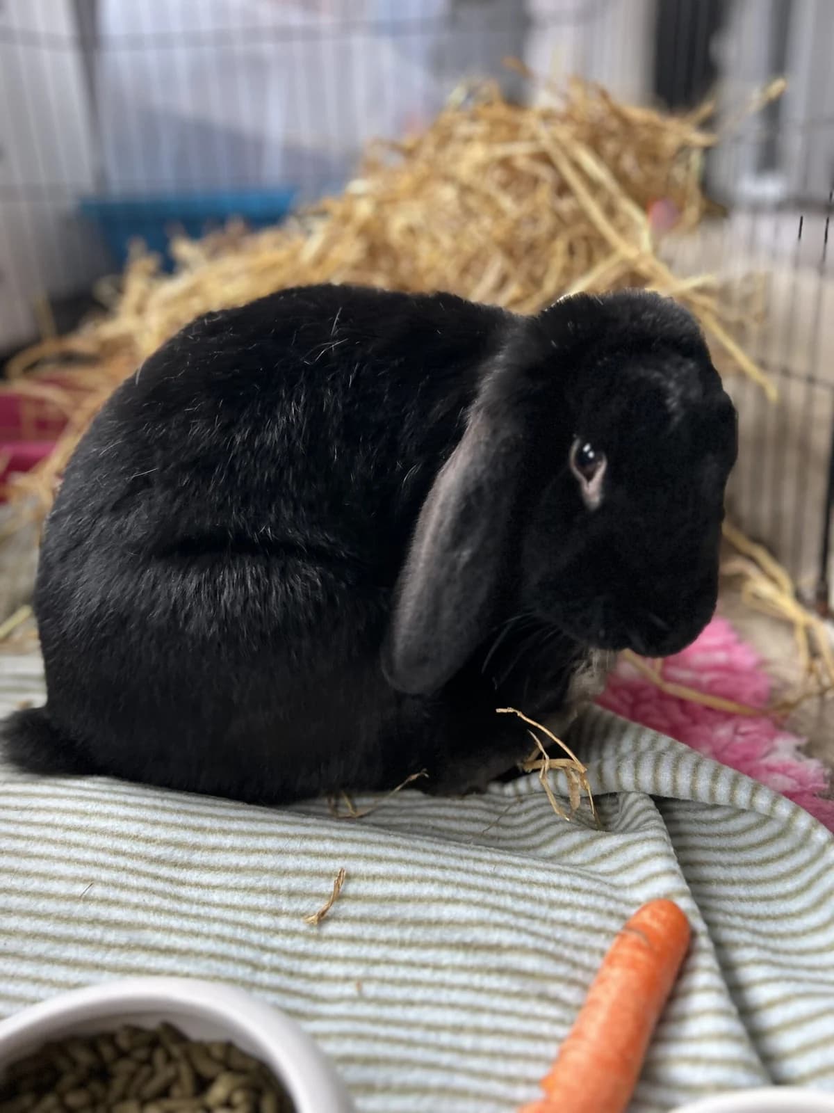 Nitro, Sort male young mixed breed for adoption at Dyreværnet, Copenhagen