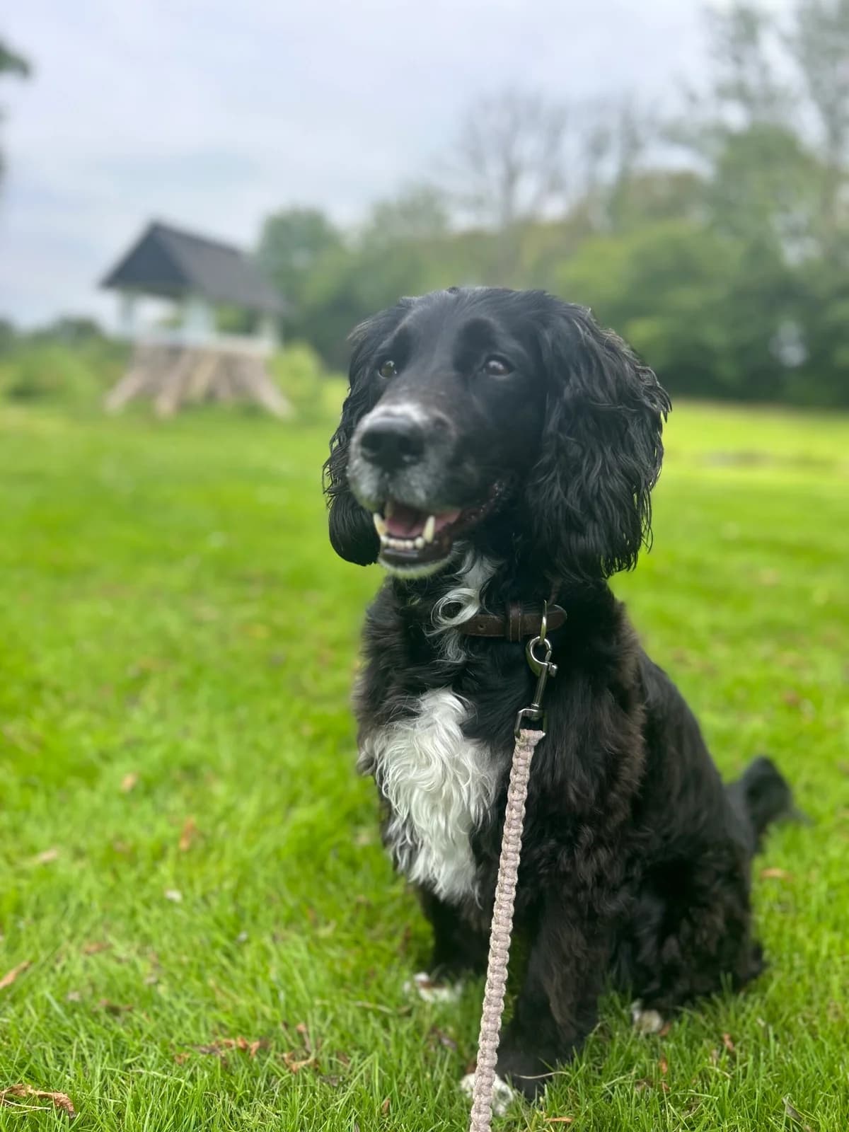 Berta, Sort/Hvid female 6yo Cocker Spaniel for adoption at Dyreværnet, Copenhagen