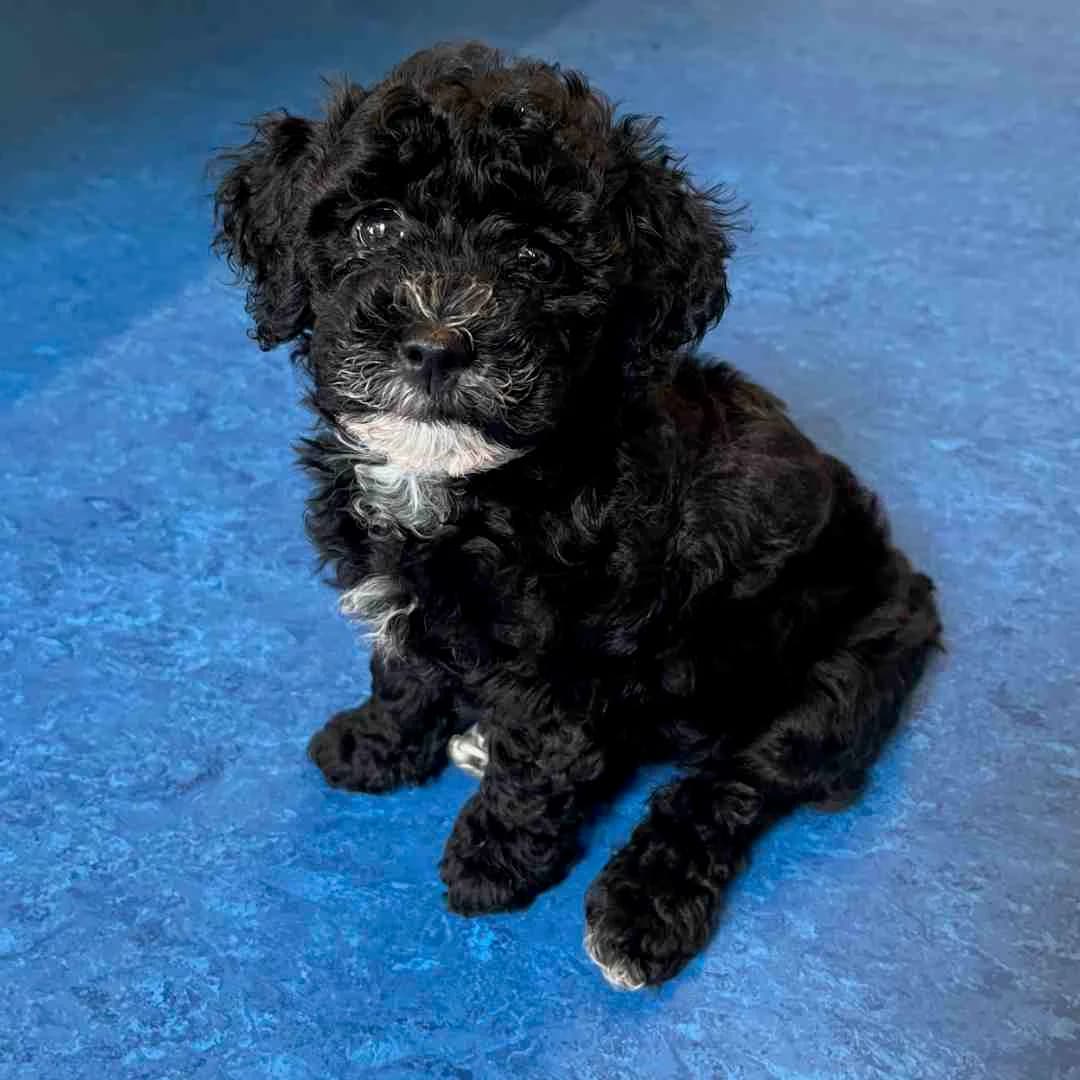 Karla, Sort/Hvid female puppy Havanese for adoption at Dyreværnet, Copenhagen