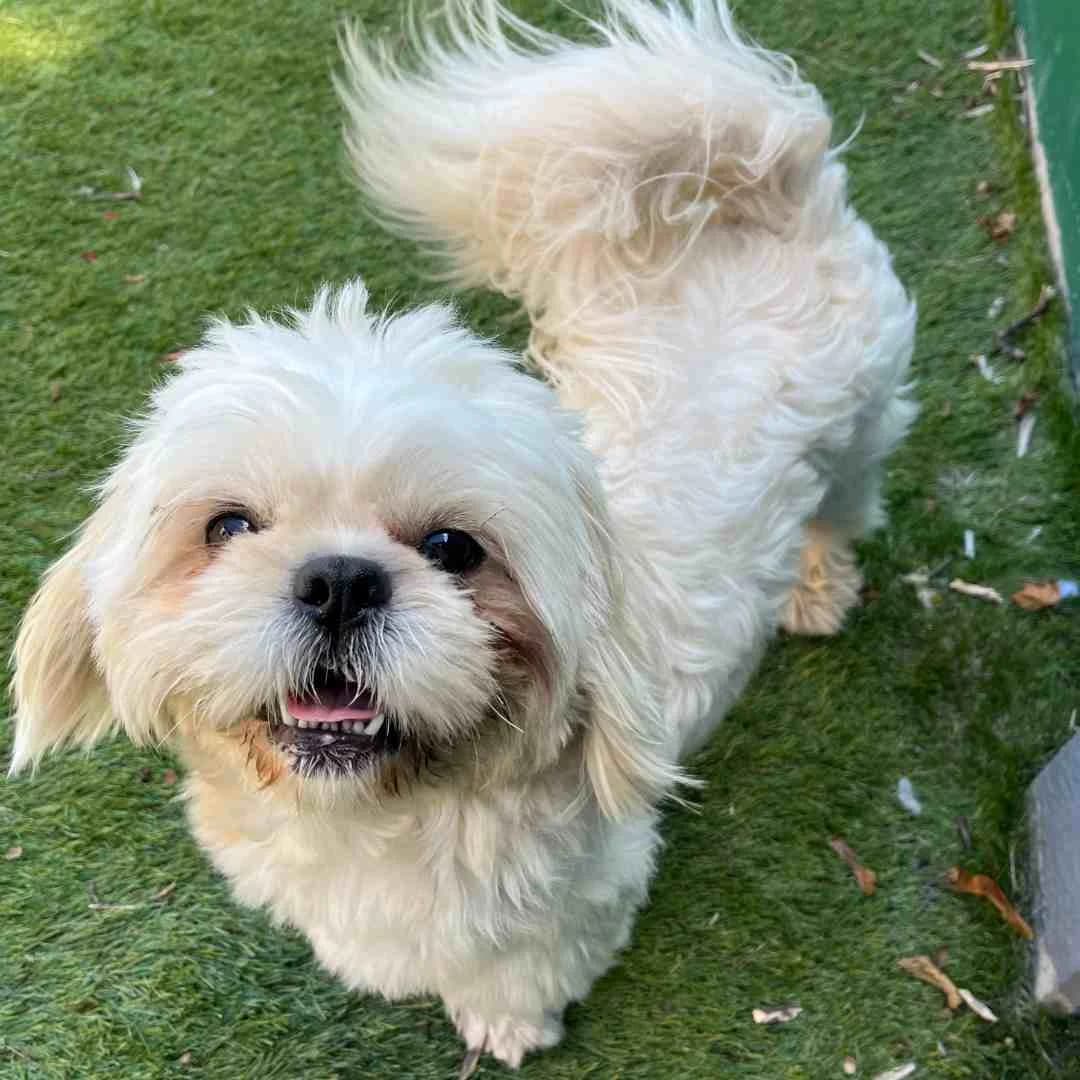 Buster, Hvid/Creme male 3yo Shih Tzu for adoption at Dyreværnet, Copenhagen