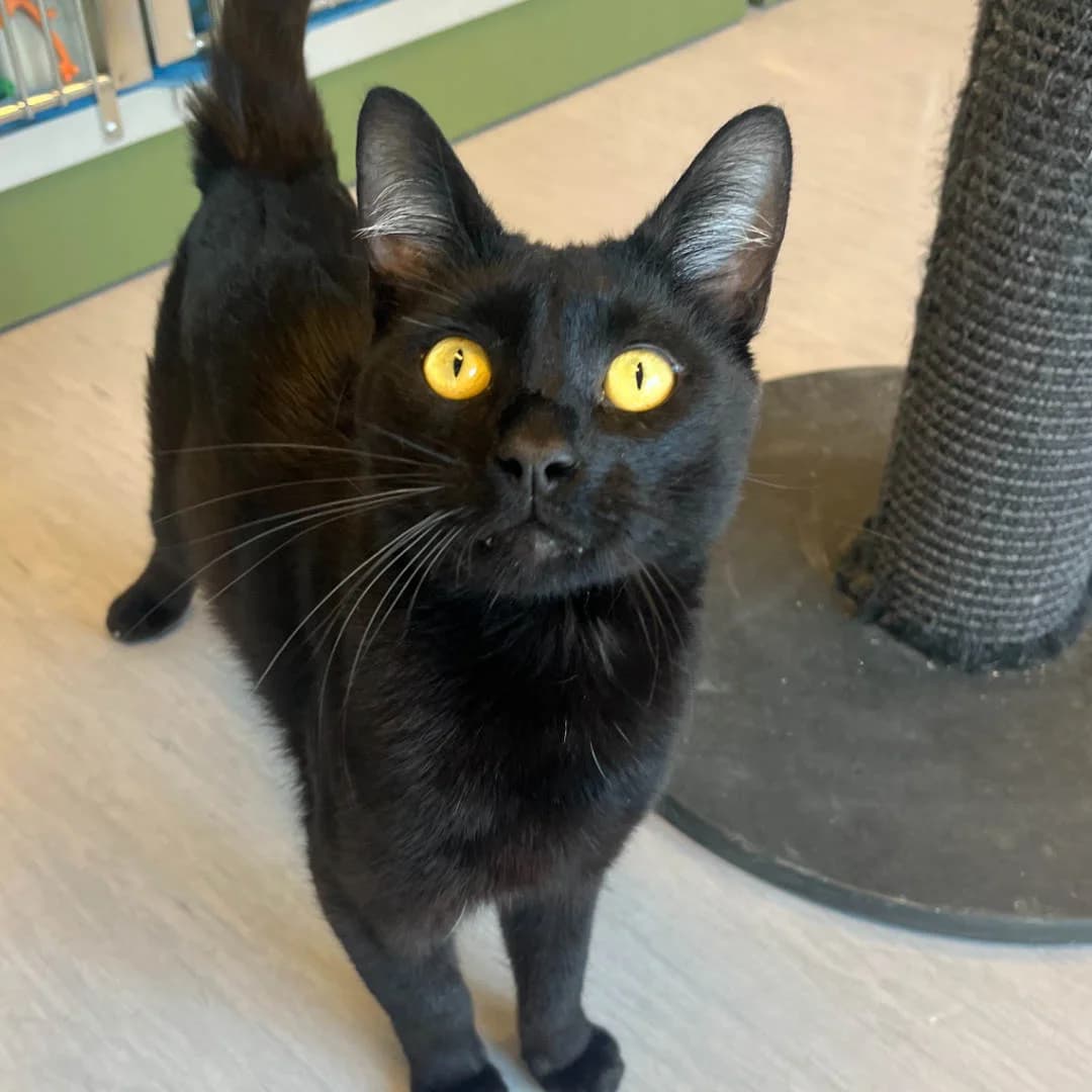 Ares, Sort male young mixed breed for adoption at Dyreværnet, Copenhagen