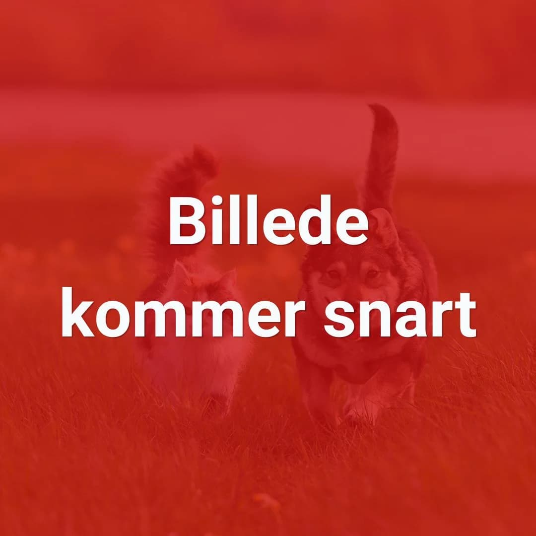 Pumba, Brunstribet male young mixed breed for adoption at Dyreværnet, Copenhagen