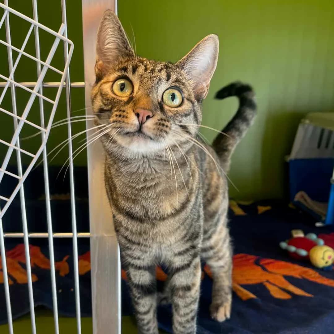 Rhea, Tortie female young mixed breed for adoption at Dyreværnet, Copenhagen