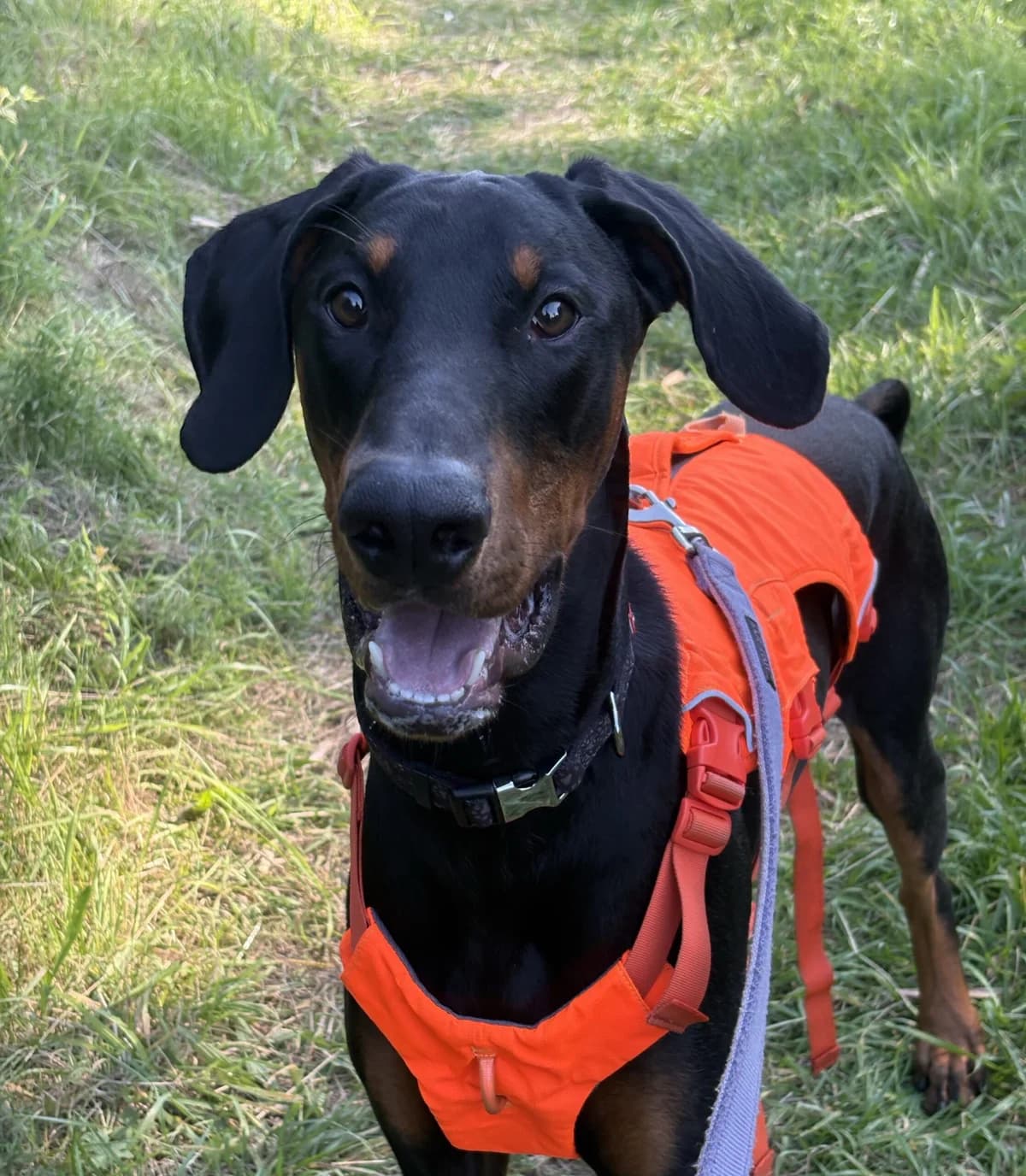 Uffe, Black & Tan male puppy Doberman for adoption at Dyreværnet, Copenhagen