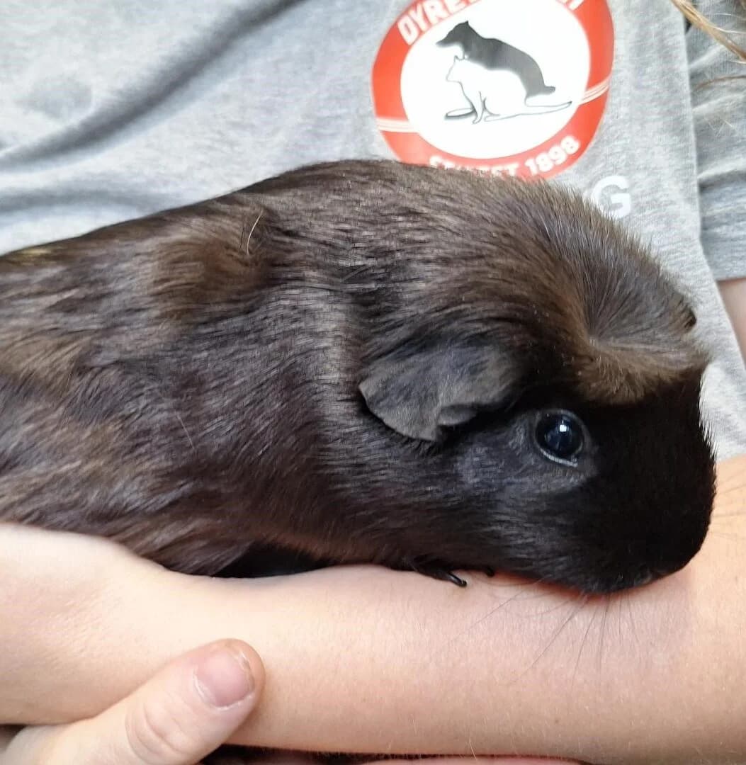Peggy Carter, Sort/Brunstribet female puppy mixed breed for adoption at Dyreværnet, Copenhagen