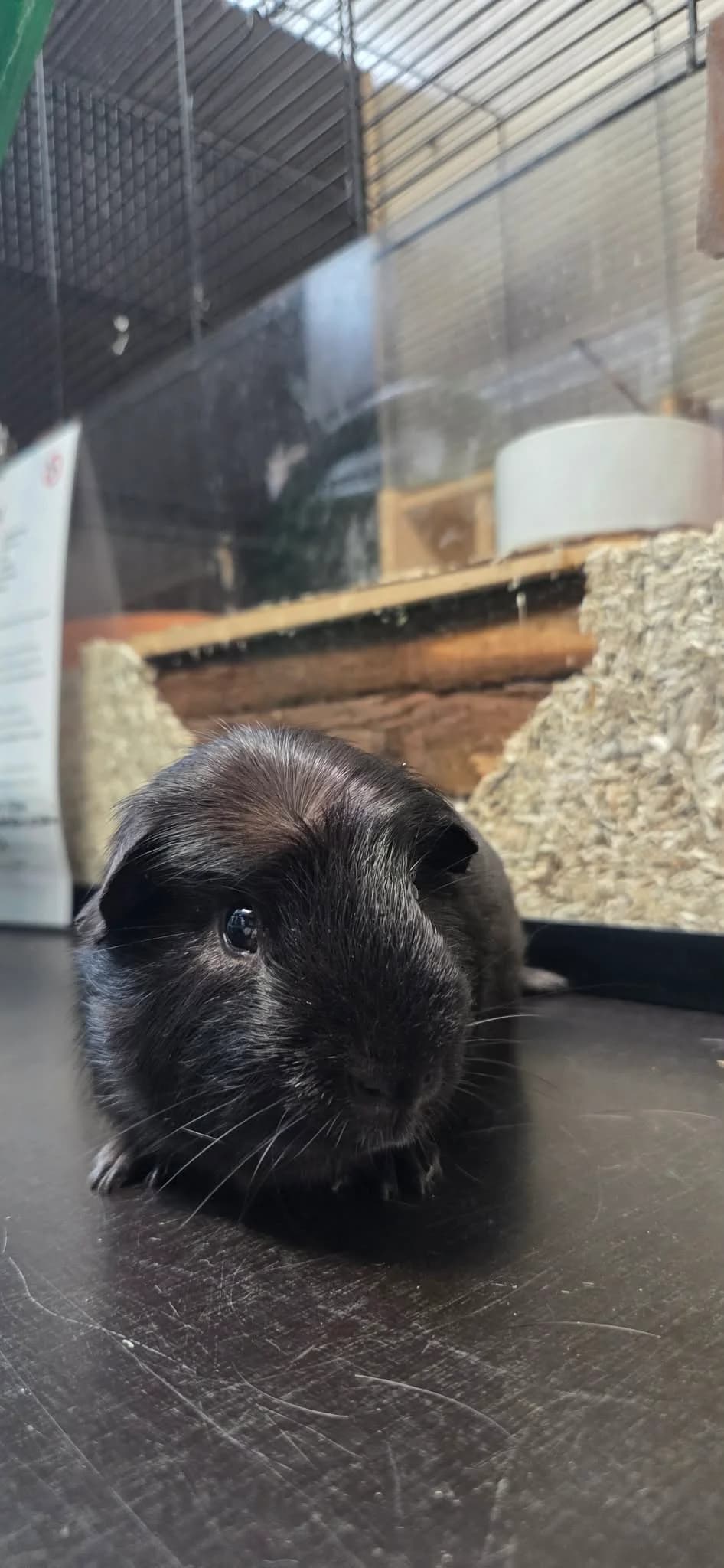 Black Panther, Sort male puppy mixed breed for adoption at Dyreværnet, Copenhagen