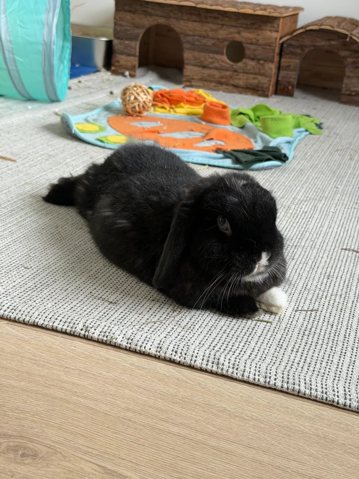 Max, Sort male 3yo mixed breed for adoption at Dyreværnet, Copenhagen