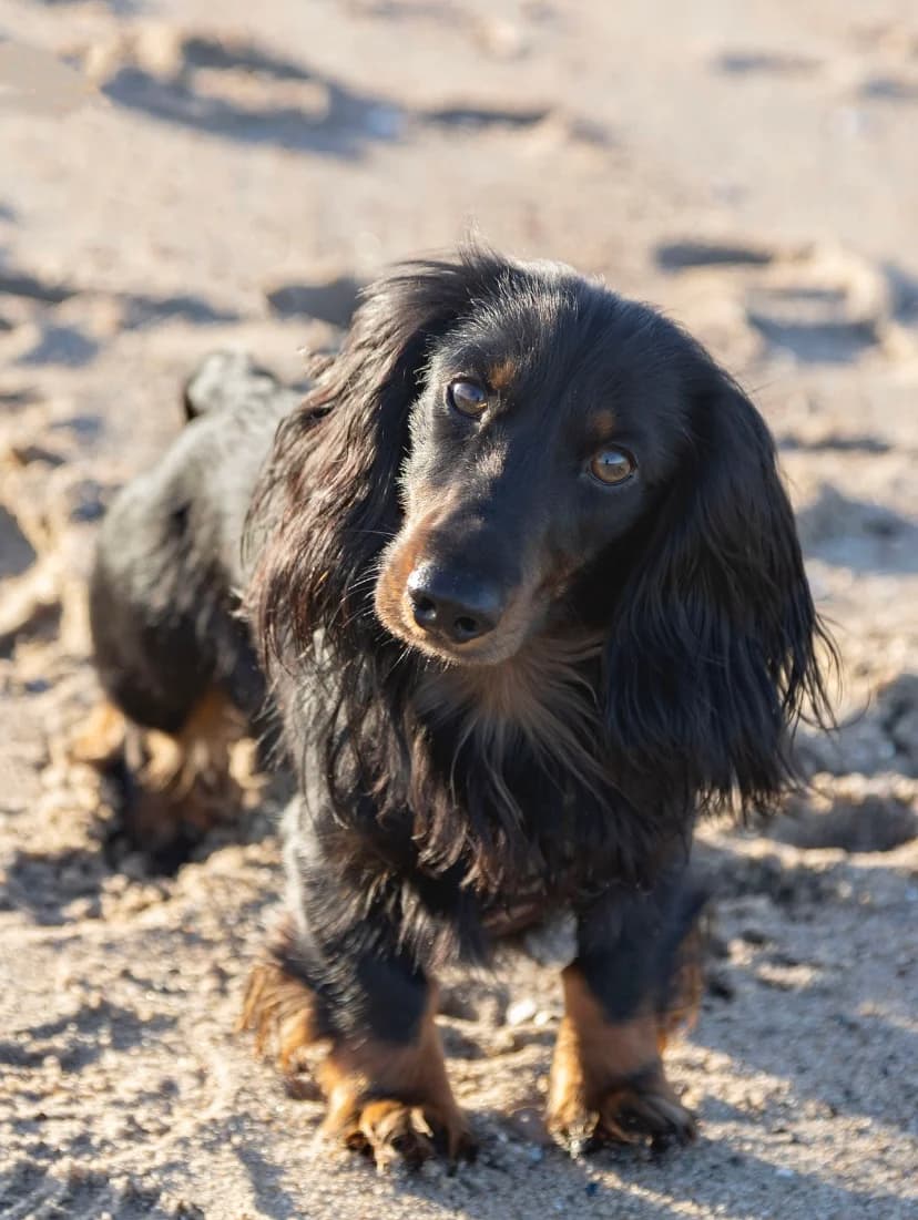 Balder, Black & Tan male 5yo mixed breed for adoption at Dyreværnet, Copenhagen