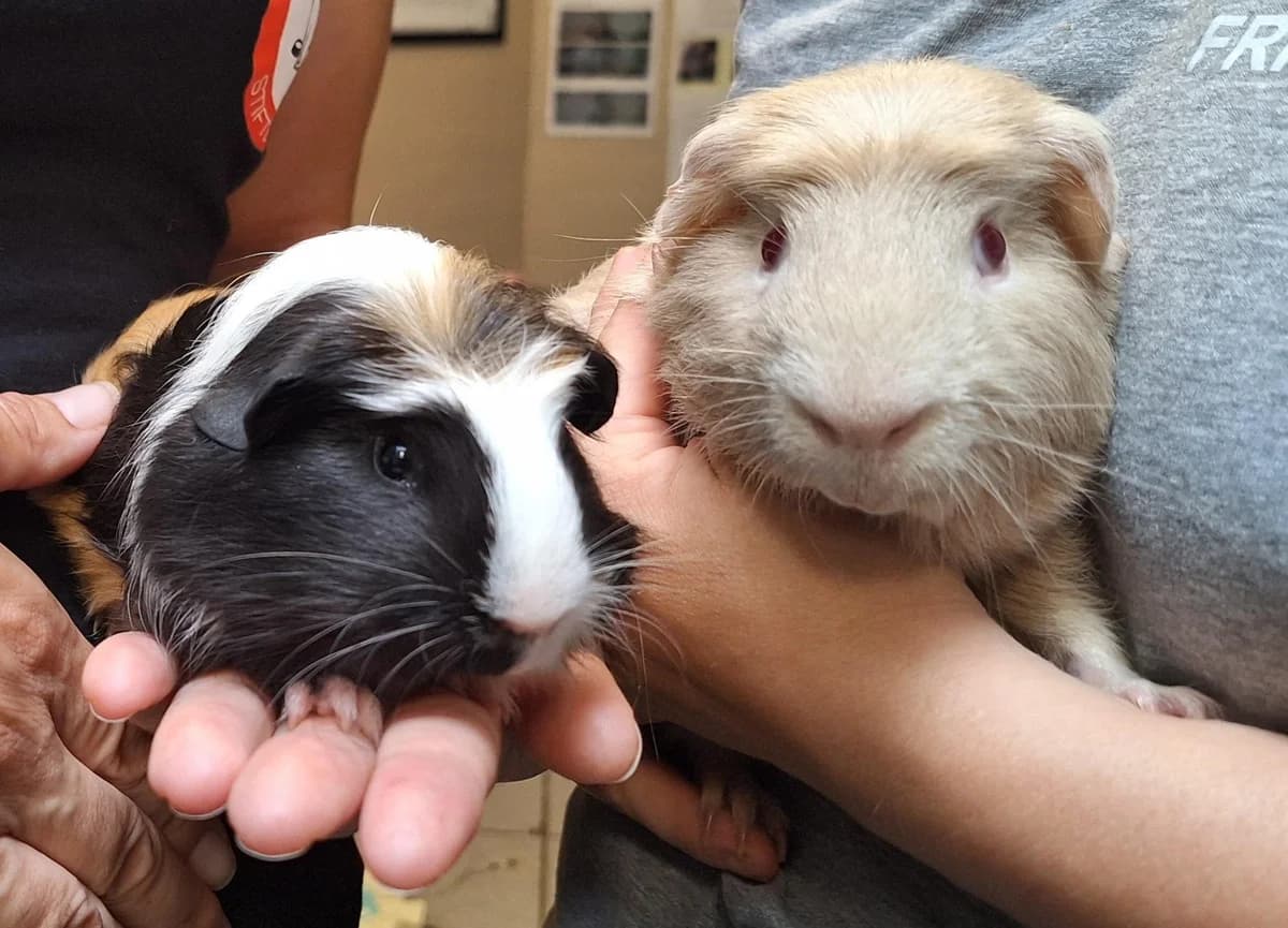 Vision, Creme/Lilac male young mixed breed for adoption at Dyreværnet, Copenhagen