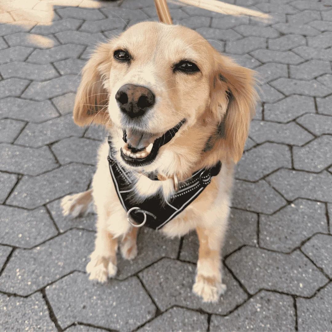 Rosa, Rød/Creme female 7yo Cocker Spaniel for adoption at Dyreværnet, Copenhagen