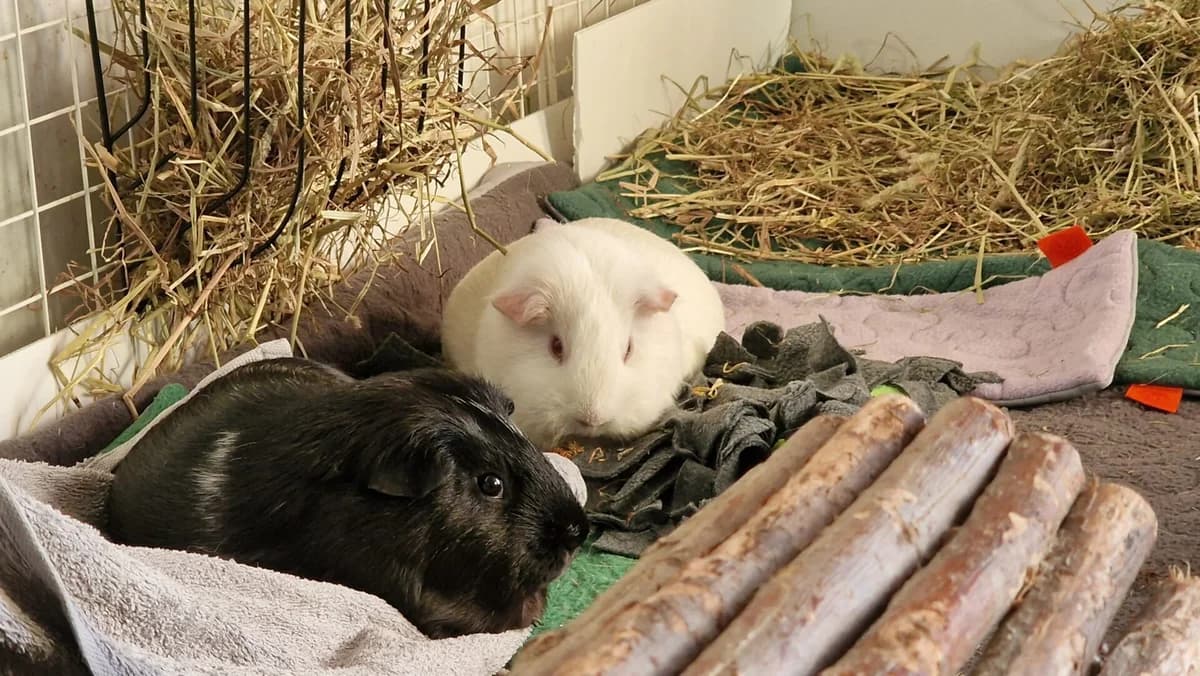 Pepsi, Sort/Hvid male 3yo mixed breed for adoption at Dyreværnet, Copenhagen