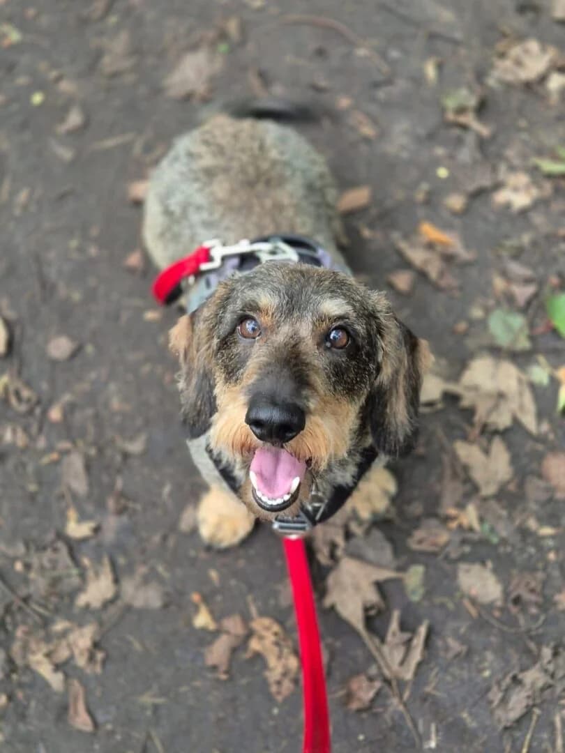 Nicky, Grå/Brun male 7yo mixed breed for adoption at Dyreværnet, Copenhagen