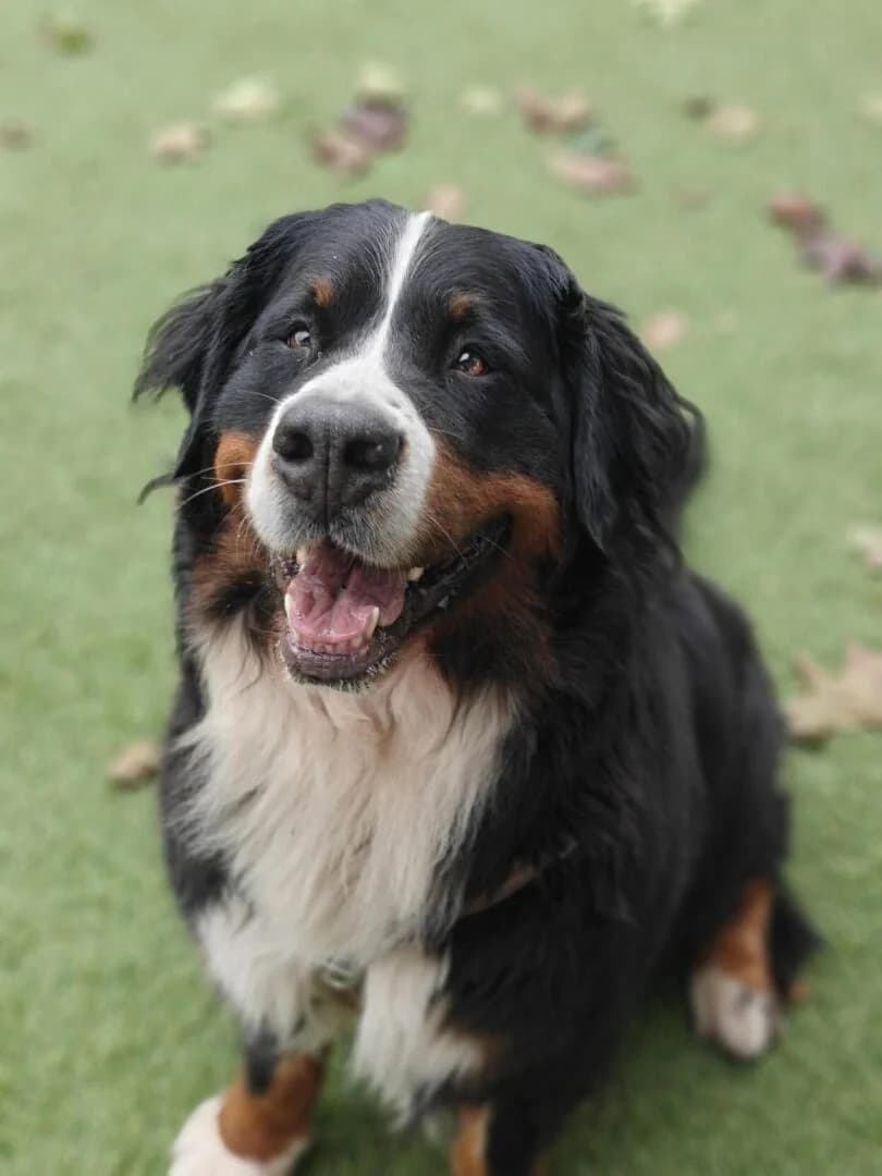 Bettina, Trefarvet female 4yo Bernese Mountain Dog for adoption at Dyreværnet, Copenhagen
