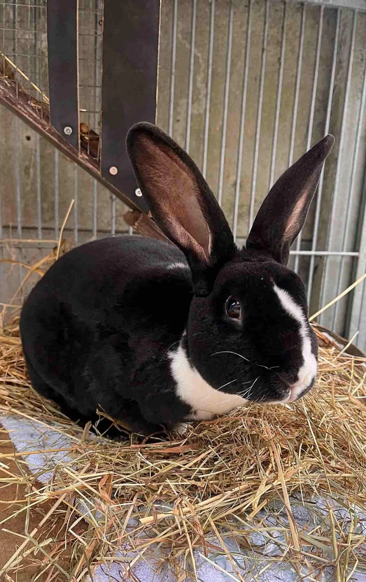 Gaia, Sort/Hvid female Mixed Breed for adoption at Dyreværnet, Copenhagen