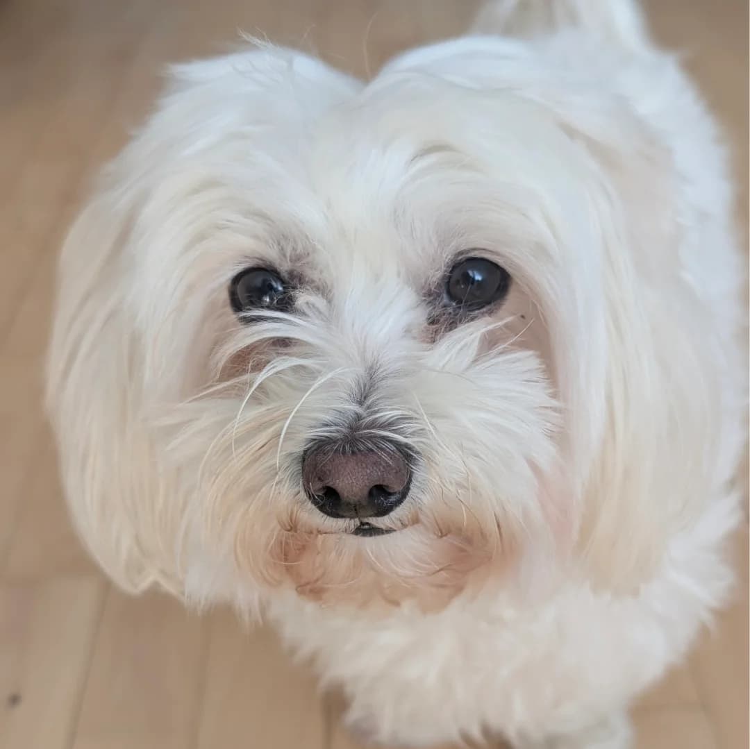 Kiki, Hvid female Maltese for adoption at Dyreværnet, Copenhagen