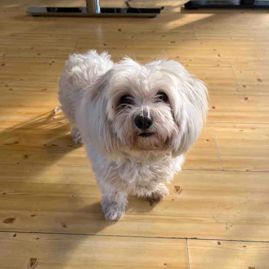 Kiki, Hvid female Maltese for adoption at Dyreværnet, Copenhagen — photo 2 of 3