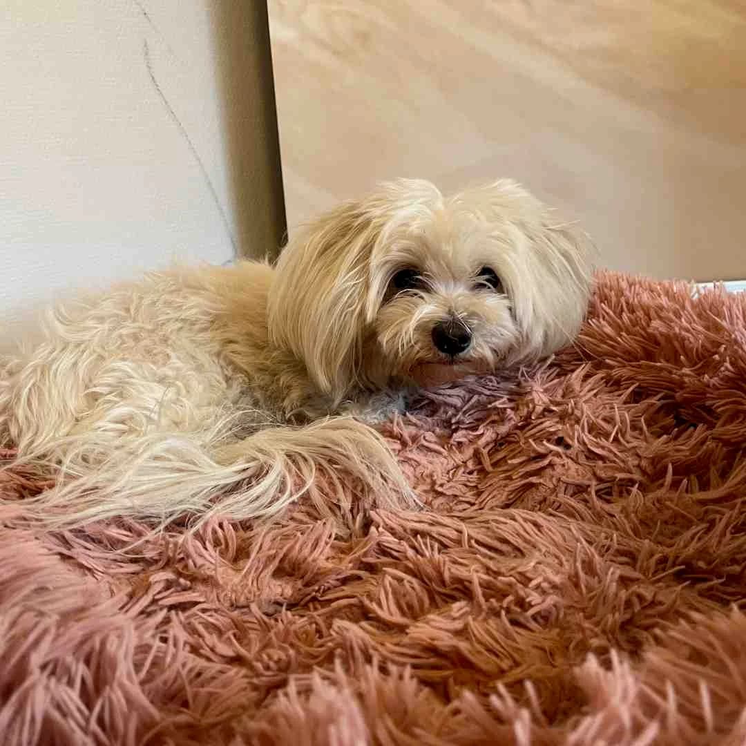 Kiki, Hvid female Maltese for adoption at Dyreværnet, Copenhagen — photo 3 of 3