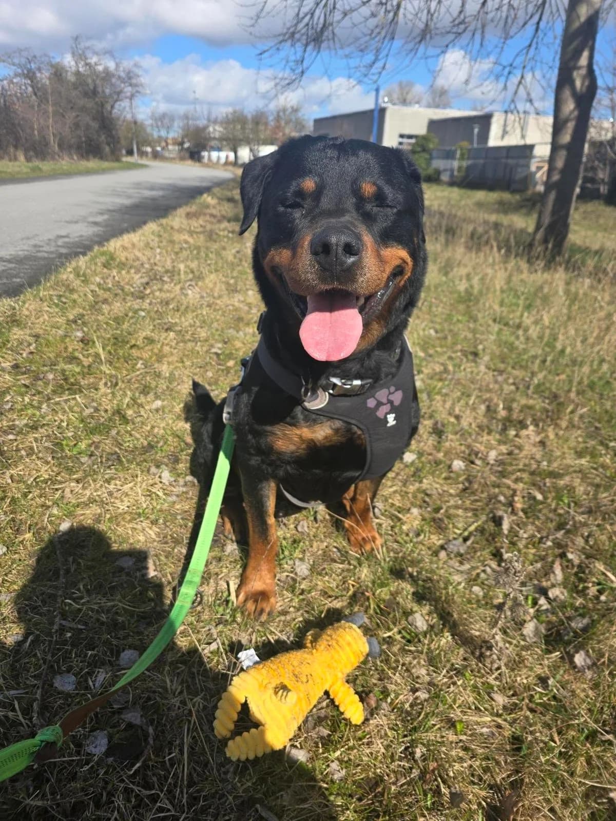 Alfred, Black & Tan male Rottweiler for adoption at Dyreværnet, Copenhagen — photo 2 of 7