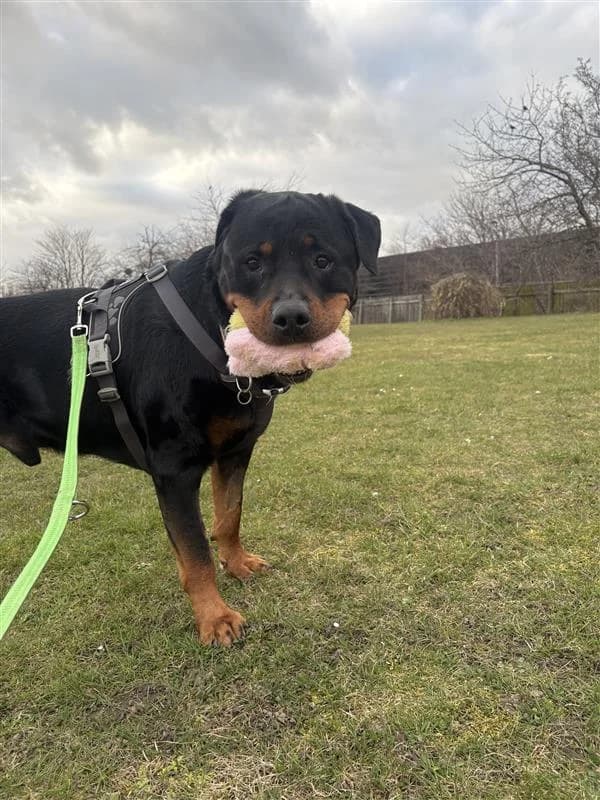 Alfred, Black & Tan male Rottweiler for adoption at Dyreværnet, Copenhagen — photo 3 of 7